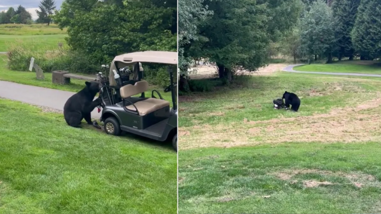 Bear on Golf Course