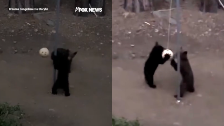 Two Adorable Tahoe Bear Cubs Batted Around a Backyard Tetherball While Mom Kept Watch