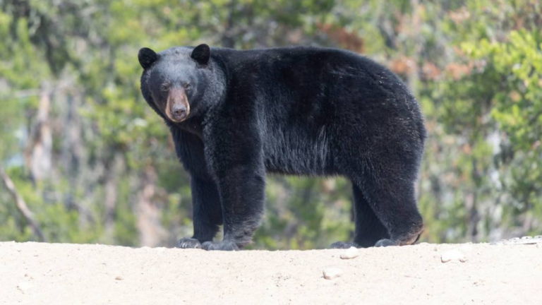 Black Bear Hokkaido