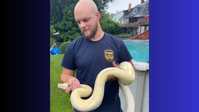 An Albino Boa Constrictor Turned Up Happily Lounging on a Family’s Backyard Pool Deck