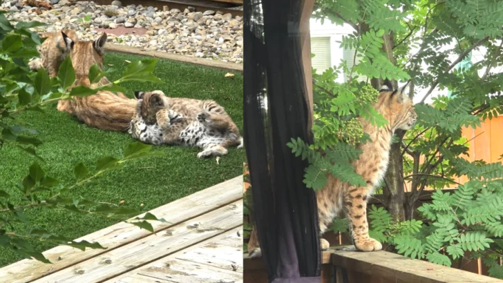 A Mother Bobcat Picked a Canadian Backyard Deck to Raise Three Kittens This Summer