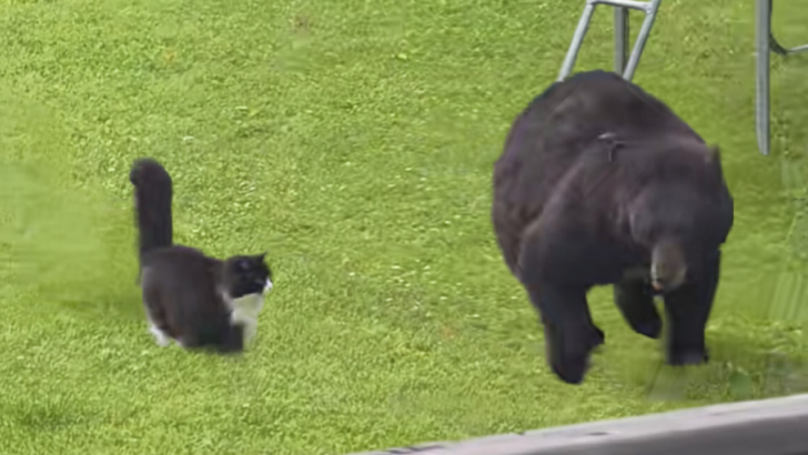 This House Cat Proved Who’s Boss When a Black Bear Showed Up in the Yard
