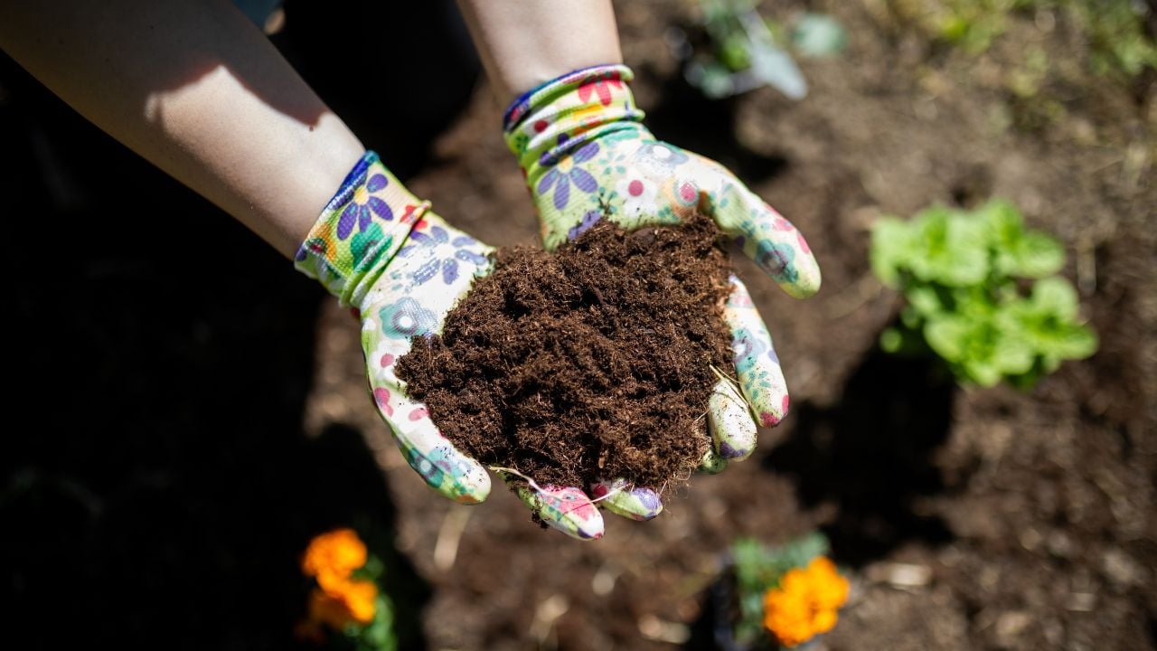 Close-up of gloved hands holding rich soil while preparing a garden bed for planting flowers.