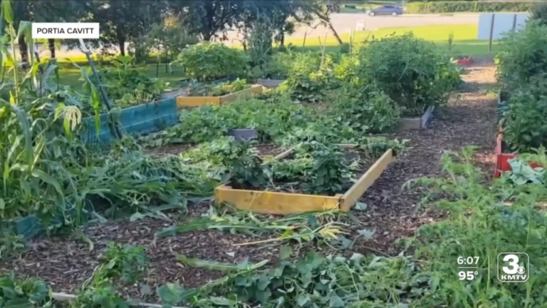 Community Garden Vandalized
