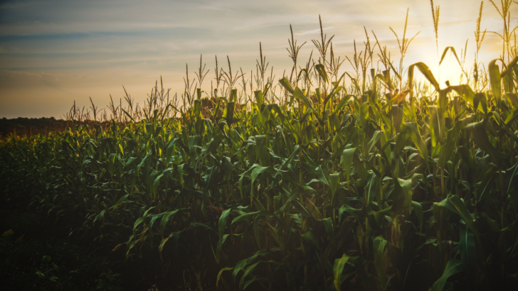 New York Farmer Says His Neighbor Slowly Took a Chunk of His Cornfield and Called It Squatter’s Rights