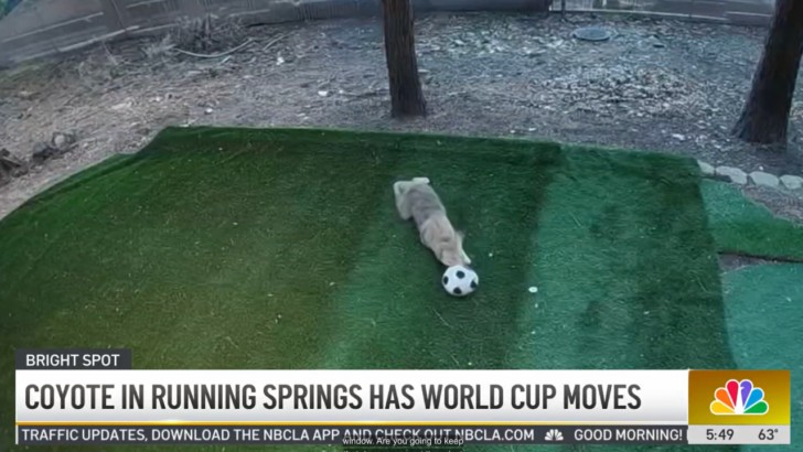 The Cutest World Cup Player (a Coyote) Keeps Showing Up in a Backyard to Play With a Soccer Ball
