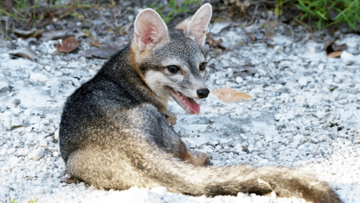 A Tiny Fox Vanished From a Mexican Island for 20 Years. A URI Researcher Helped Prove It’s Still Alive.