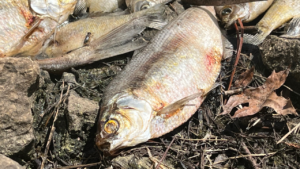 Dead Fish in Wichita Pond