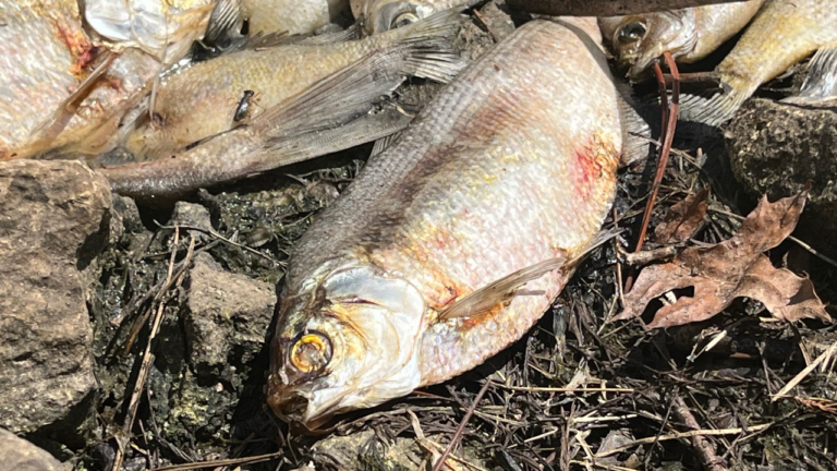 Dead Fish in Wichita Pond