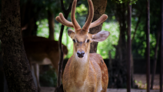 Deer Overpopulation