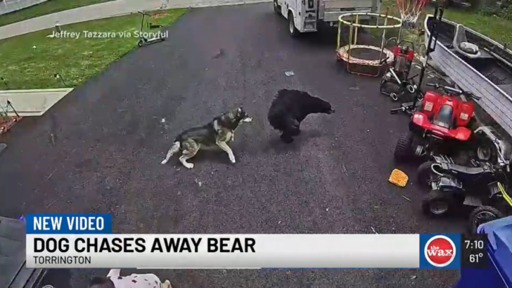 A Husky Saw a Bear Charging Toward a Boy and Went Straight Into Hero Mode
