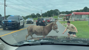Donkey in Road