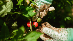 Gardener and Vegetables