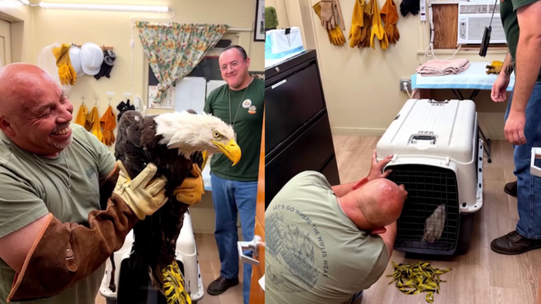 Jackie the Bald Eagle