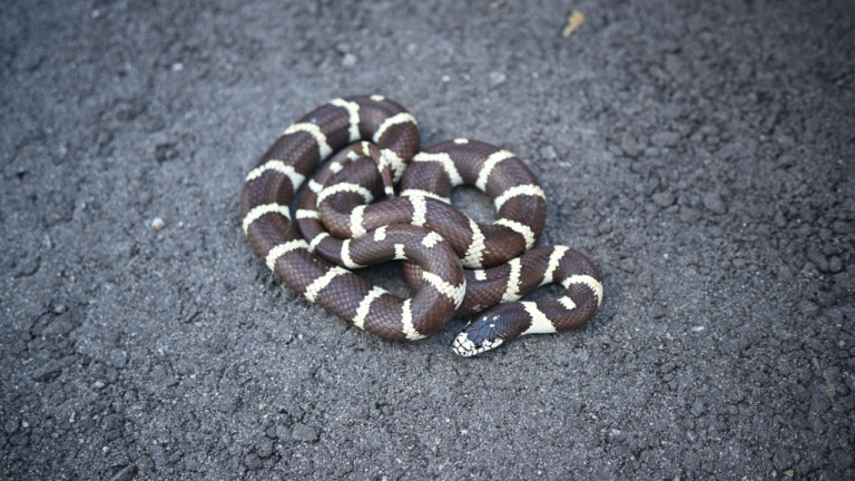 A New Homeowner Found a Kingsnake in Her Boiler, and Two More May Still Be in the House