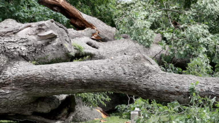 Massive NJ Tree Cut Down