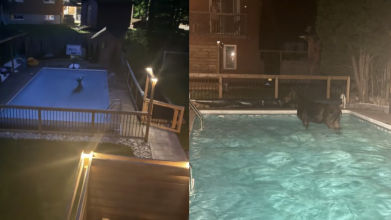 A Canadian Moose Crashed Into a Family’s Pool at 4 A.M., Then Into the Neighbor’s Immediately After