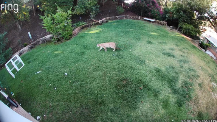 A Mountain Lion Casually Strolled Through a Backyard While the Family Was Inside