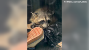 Raccoon Rescue in Austin