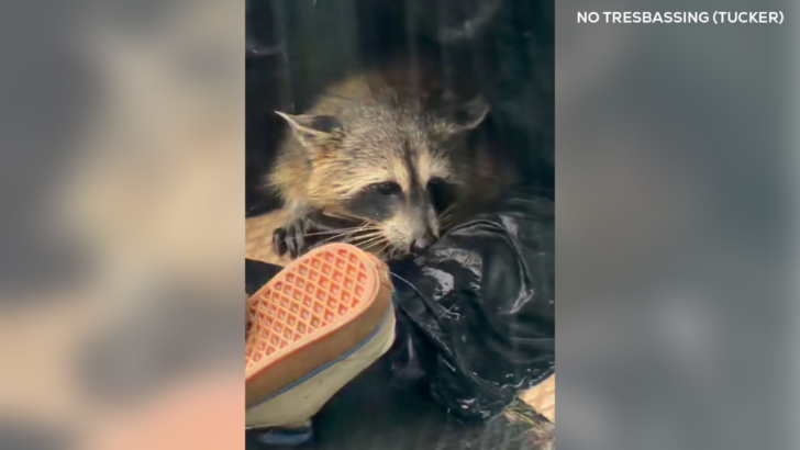 A Raccoon Got Stuck in a Stormy Texas Lake, and Good Samaritans Epically Rescued It