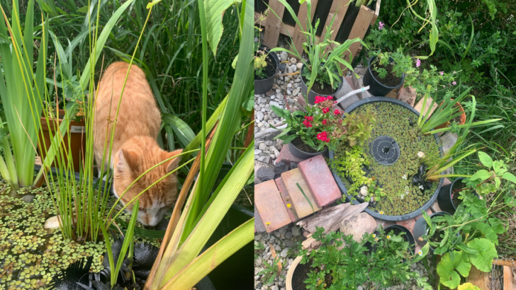 This Backyard Pond Was Meant for Frogs. The Neighborhood Cats Disagreed.
