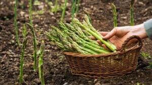 Asparagus. Fresh Asparagus. Green Asparagus. Picking asparagus to the basket.
