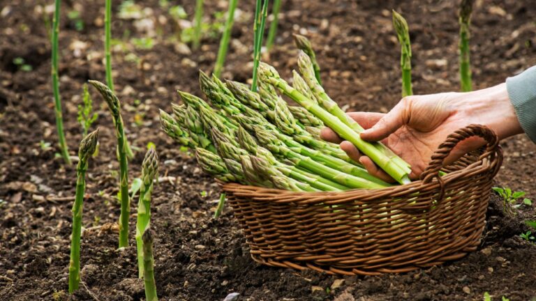 Asparagus. Fresh Asparagus. Green Asparagus. Picking asparagus to the basket.