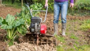 senior farmer gardener working in the garden with rototiller , tiller tractor, cutivator, miiling machine. Permaculture