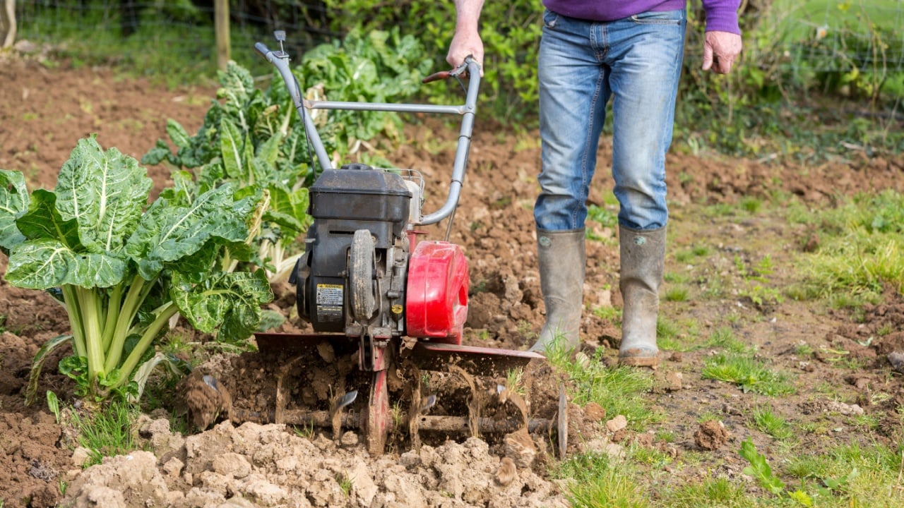 senior farmer gardener working in the garden with rototiller , tiller tractor, cutivator, miiling machine. Permaculture