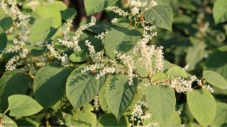 Fallopia japonica or Japanese knotweed. Branch with green leaves and white flowers