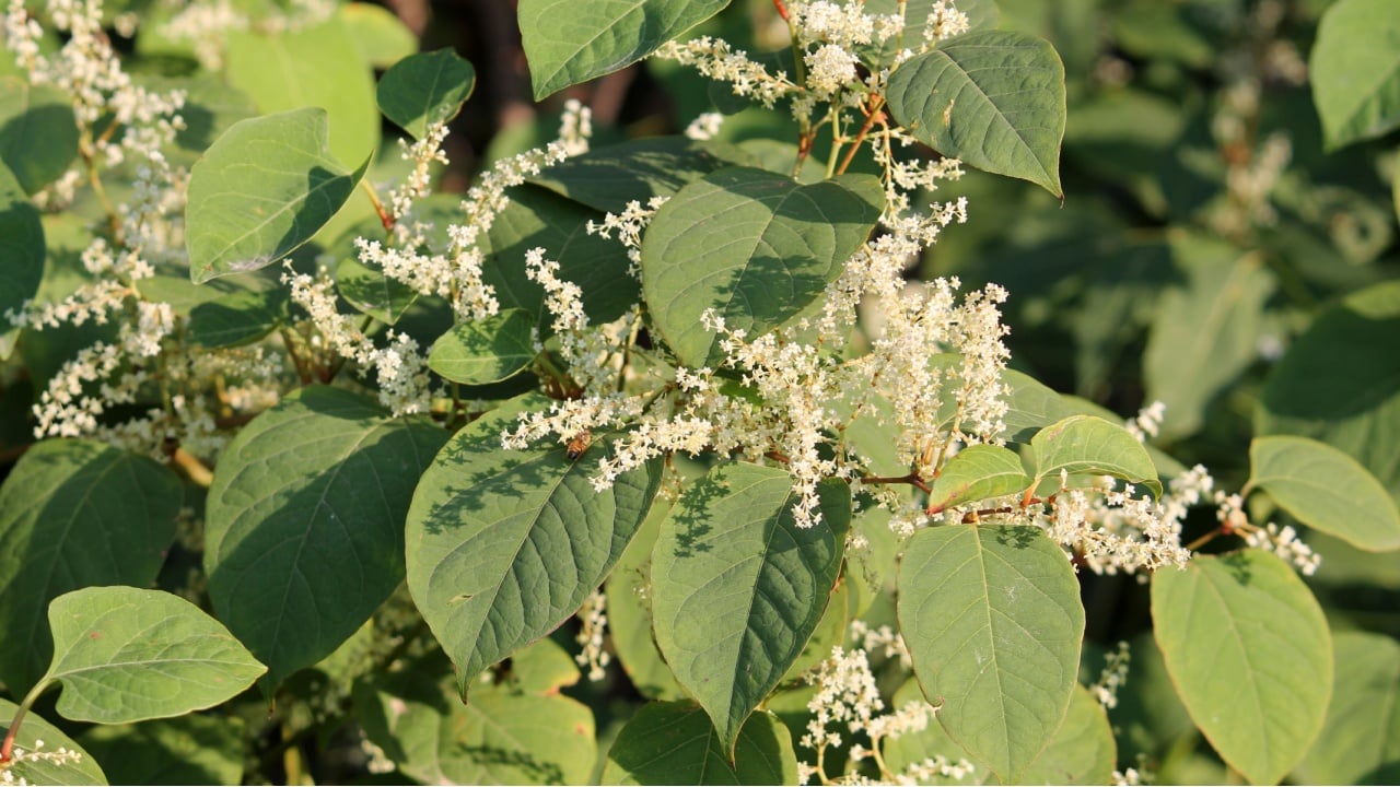 Fallopia japonica or Japanese knotweed. Branch with green leaves and white flowers