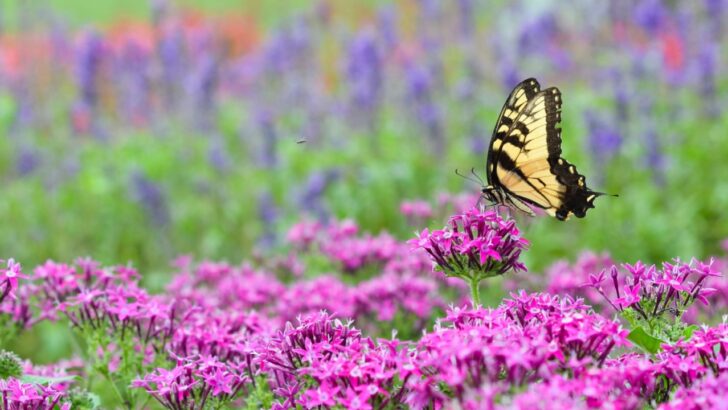 Do It For the Birds and Bees: 8 Easy Steps to Build a Pollinator Garden