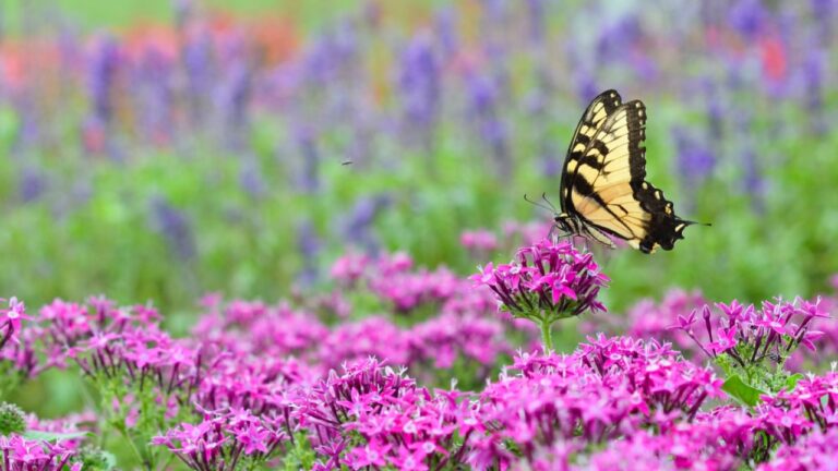 Colorful butterfly on pink flowers