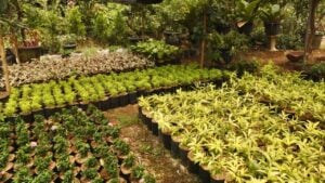 Decorative potted plants neatly arranged