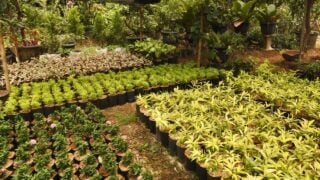 Decorative potted plants neatly arranged