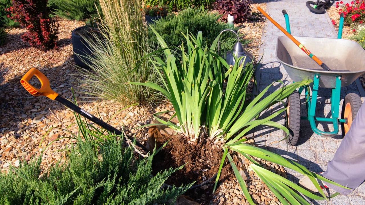 Dividing iris plant for replant. Garden shovel, wheel barrow, young juniperus and shrubs. Gardening.