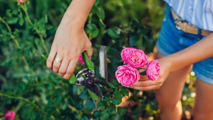 The $0 Garden Trick That Doubles Your Summer Blooms