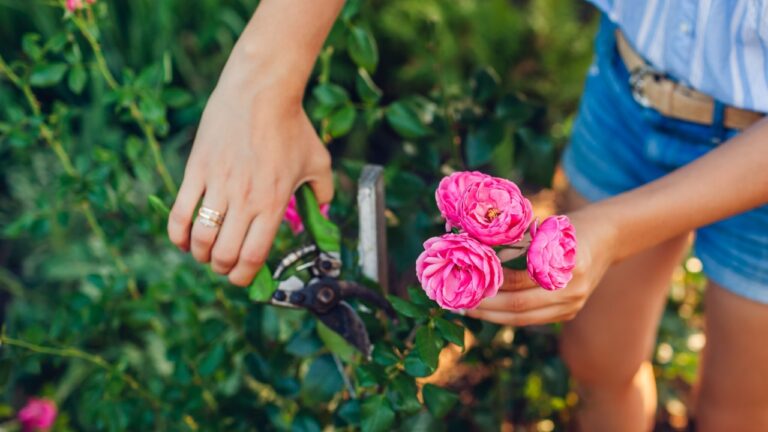 Gardener picking flowers in summer garden. Young woman cutting roses off with pruner at sunset. Gardening concept