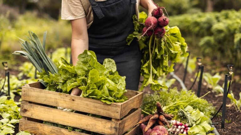Female farmer arranging fresh vegetables into a crate on her farm. Organic farmer gathering fresh produce in her vegetable garden. Self-sustainable young woman harvesting in an agricultural field.