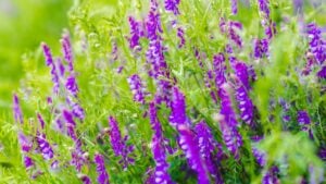 Purple flowers of hairy vetch vicia villosa on sunny summer day
