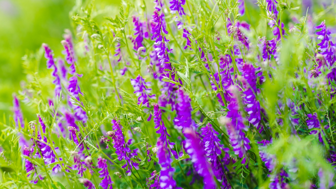Purple flowers of hairy vetch vicia villosa on sunny summer day