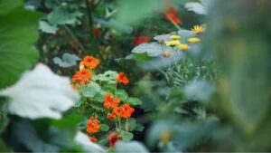 Nasturtiums, companion plants, growing as a trap crop for attracting aphids or squash bugs from vegetable plants. Extreme selective focus with blurred foreground and background.