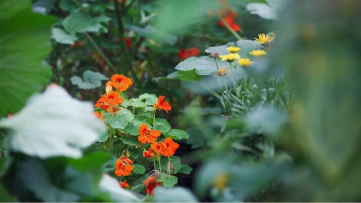 15 Companion Plants for Squash That Gardeners Have Sworn By for Decades