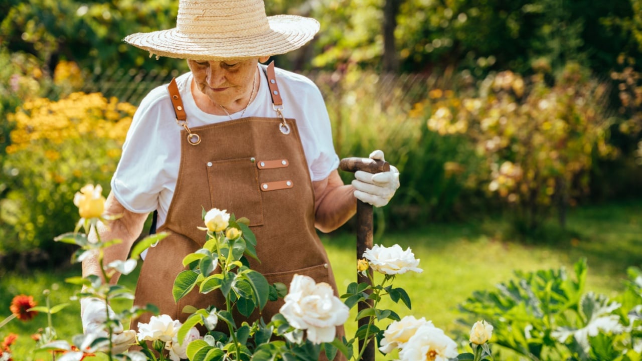 Retired elderly senior woman and gardening hobby. Active Retirement lifestyle.