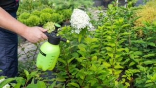 Gardener spraying hydrangeas with water or insecticides and fungicides from pests of mildew, oidium and others, taking care of new plants. Pest protection and young trees and bushes care.