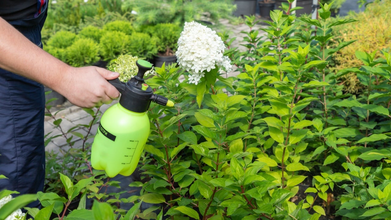 Gardener spraying hydrangeas with water or insecticides and fungicides from pests of mildew, oidium and others, taking care of new plants. Pest protection and young trees and bushes care.
