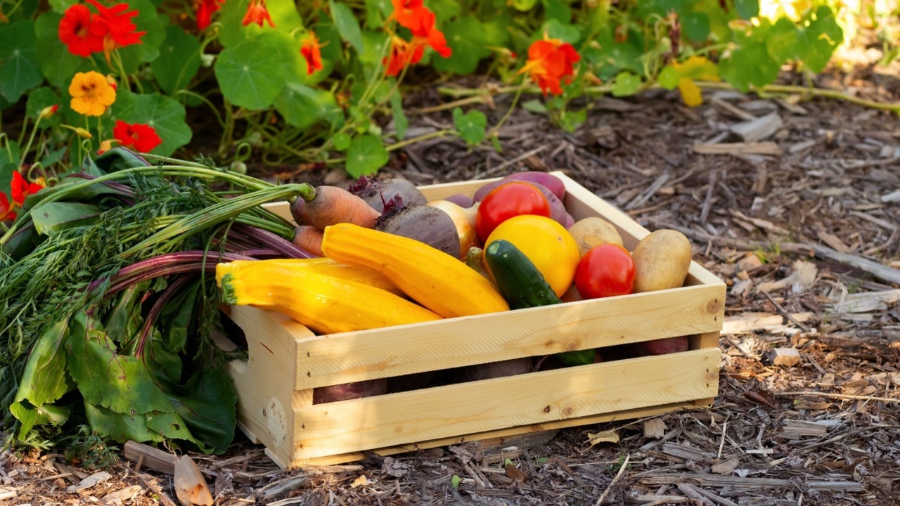 Wooden crate with vegetables (zuccini, carrot, beet, potato, tomato, onion, cucumber) on the mulched ground in the garden near nright orange and yellow nasturtium flowers.