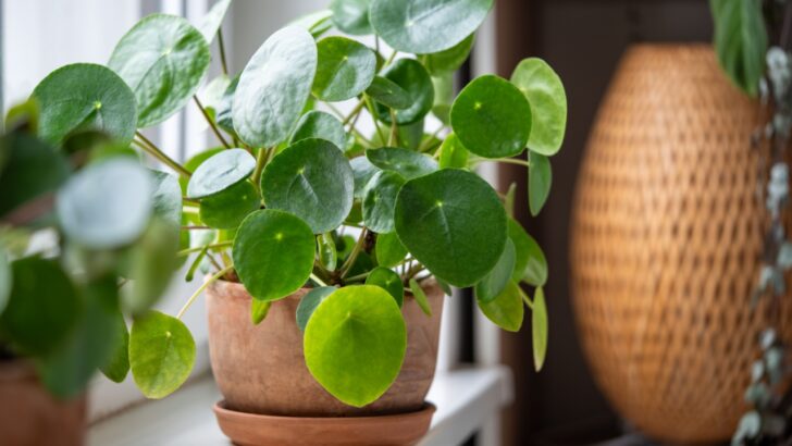 5 “Set It and Forget It” Houseplants That Keep Your Home Feeling Fresh
