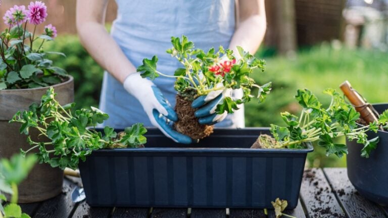 Cropped shot of gardener woman, moved the blooming pelargonium from its small box to spacious pot. Female working in the vibrant garden, standing outdoors decorating her botanical garden with flowers