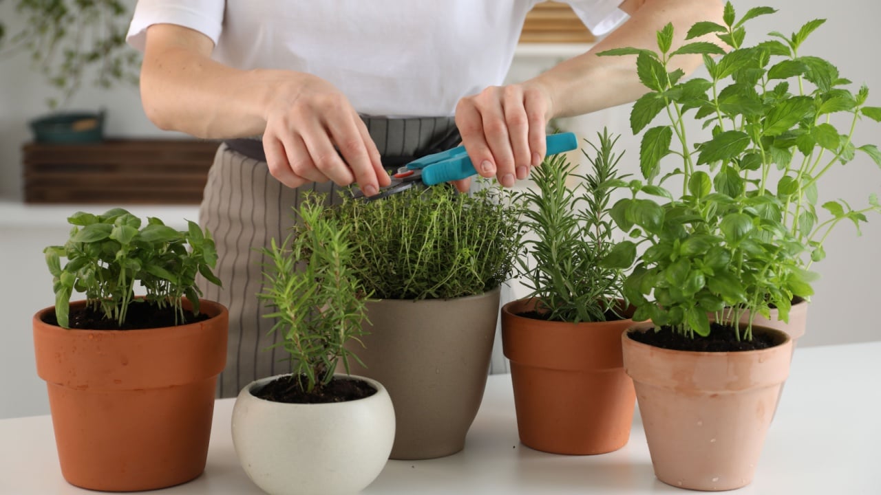 Woman pruning potted herbs with secateurs at white table, closeup